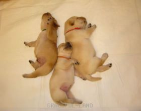 仲良くおやすみ子犬